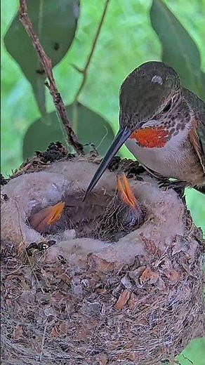 Beautiful Allen's Hummingbird Feeding Her 6 and 8 day Old Chicks. #babyhummingbird #hummingbird