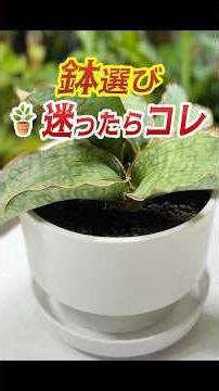 Not Sure Which Pot to Pick?🪴Go With This! #houseplants #plants #daiso