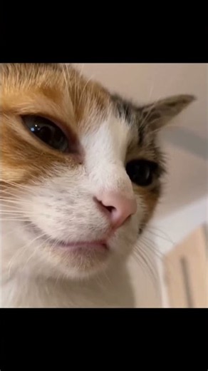 Testing the cat translator app. Link in BIO #cat #translator #talk #cattranslator #meow