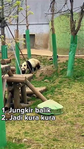 3 moment lucu panda yang bikin ngakak
