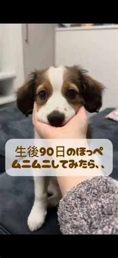 生後90日の犬のほっぺムニムニしてみた【コイケルのノエル日常ショート#19】
