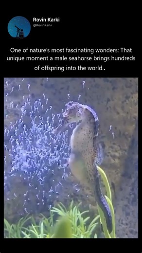 One of nature’s most fascinating wonders, That unique moment a male seahorse brings hundreds of offs
