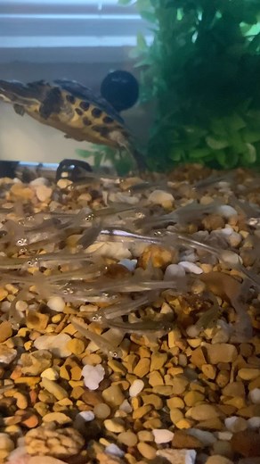 in captivity yellow belly sliders, much like red ear sliders, will often times pursue fish which is not a characteristic they use too often in the wild. they catch on pretty quick that they can trap fish in the corners and kill them. in the wild they focus on scavenging, eating insects, and aquatic plants. in fact as they become older their diet primarily becomes plant based. * * * #redearedslider #turtle #explorepage #explore #reptiles | Donovan Lindo