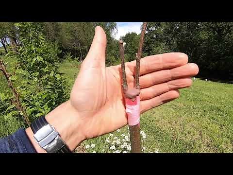 Chestnut graft monitoring 2021 + Establishment of a chestnut grove at low cost.
