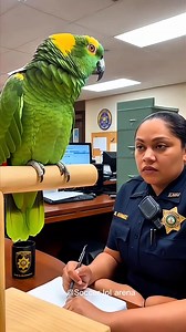 “Parrot vs. The Law” #funny #funnyparrot #parrot | Soccer LOL Arena