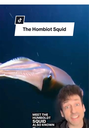 Humboldt Squid: The Most Dangerous Squid in the Ocean