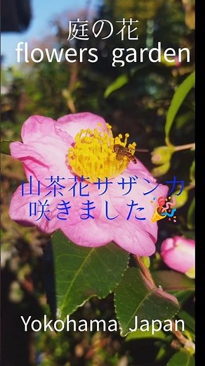 庭の花 山茶花サザンカ 開花しました🎉 #庭の花 #庭のある暮らし #山野草 #花のある暮らし #花のある風景 #花風景 #ガーデニング #サザンカ #さざんか #山茶花 #蕾 #野草 #小雪