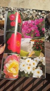 😍😍 Pretty in love with this issue! Have you got yours in the mail? Sign up at www.rose.org/join-renew • • • #AmericanRoseSociety #Roses #Rose #RoseArranging #roselover #rosegardens #rosegardener #ARS #rosemagazine #roselife #flowerpower | American Rose Society