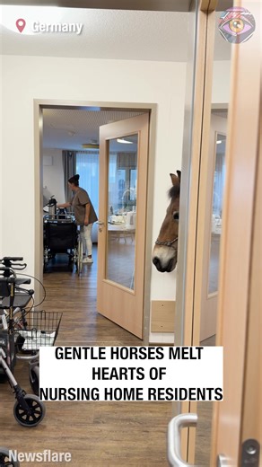 95K views · 1.3K reactions | Watch What Happens When These Horses Walk Into a Nursing Home… ❤️ #animals | 5-Minute Crafts USA | Facebook