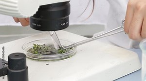 Young botanist student preparing fresh plant samples for further analysis