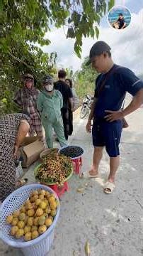 Trái cây cùng họ với măng cụt - măng cụt chua