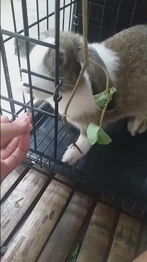 Why is my rabbit making weird noises?