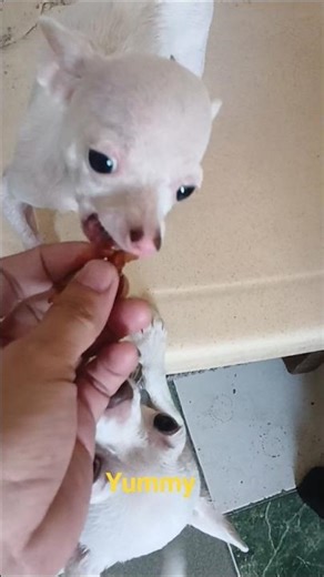 miu liked the taste of sweet pork tocino#shorts#chihuahua#cute#dog#puppy#cutedog#short