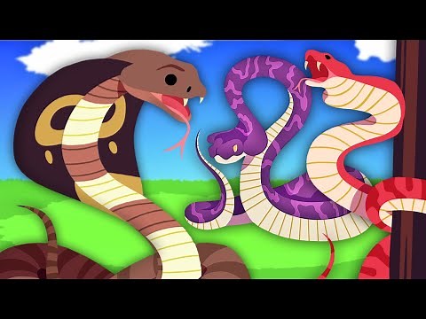 Types Of Cobras & Where You Can Find Them! | KLT
