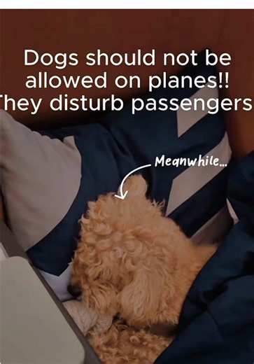 For 12-hrs straight... 🤷🏻‍♀️ #toypoodlesoftiktok #fyp #dogsoftiktok #cutedogs #dogsonplanes