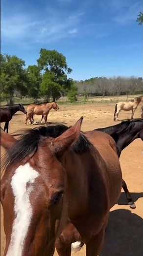 horse mating with mare compilation in Open grass fields