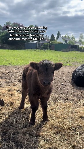 Adorable Baby Highland Cows Captivate Hearts