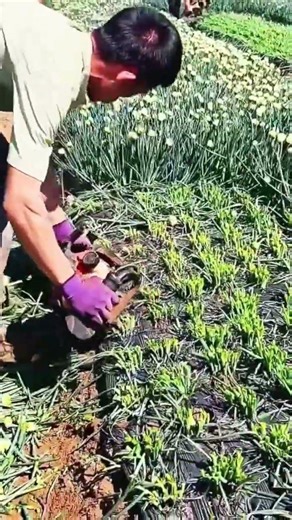 chive flower harvesting techniques - farmers at work #farming #shorts