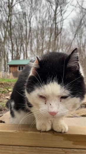 i miss his outdoor screeches so much i am determined to get the catio done asap so Toup & all the kitties here can enjoy the outdoors safely again soon:)