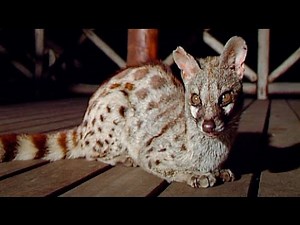 Nocturnal Visitor: The Wild Cape Genet at Our Lodge