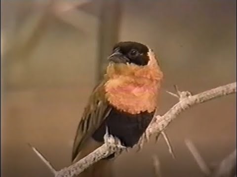 Canadian Sesame Street - Bird Song (1990s)