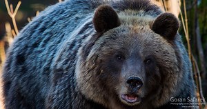 The bear in Croatia - the gentle beast - Explore Croatia