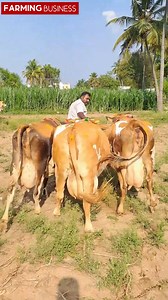 111K views · 2K reactions | பண்ணைக்கு எத்த தரமான மாடுகள்! #farmingbusiness #sanjaydairyfarm #milkingcow #cowsaletamilnadu #tamil #hcow #lowbudgetmilkingcowsforsales cowsanthaiintamilnadu #salem #tamil #integratedfarming #sindhamanicowsanthai #cowfarming #agriculture #cowmarketsalem #cowfarm #hfcow #jersey #cow #milk #25litersmilkingcow #sindhamanimattusandhai | Farming Business | Facebook