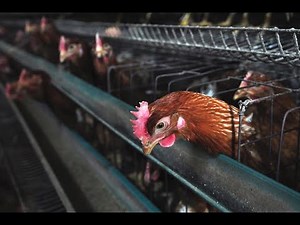 Creating a Poultry Flock Plan