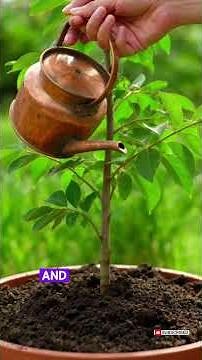 How to Grow Tamarind: The Complete Care Guide for a Thriving Tamarind Tree in Your Home Garden