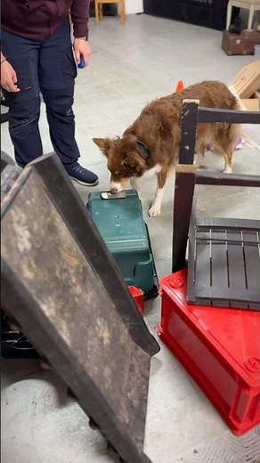 Nosework training 🐶