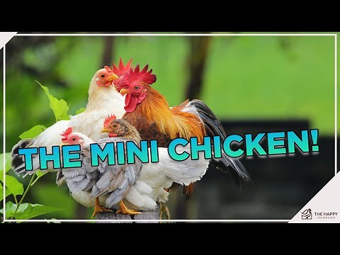 The Adorable World of Miniature Chickens: A Beginner's Guide