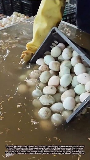 Egg Washing Process in Poultry Factories Ensuring Hygiene and Safety Standards