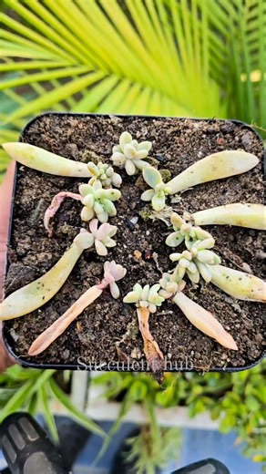 Succulent Propagation Tips 🌱 | Easy Ways to Grow More Succulents at Home #succulent