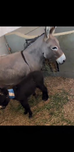 available 13weeksold Luna | Donkeys For Sale Near Me