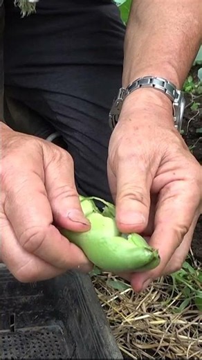 [Home Gardening] Fava Beans: Time to Harvest - The Fukuda Method for Easy Gardening