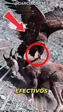 LOS 4 ANIMALES ASESINOS MAS EFECTIVOS DEL PLANETA 🦍🌍 #datoscuriosos #animals #naturaleza