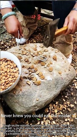 Chop Olive Pits: Extract Seeds for Planting! 🔪🌱
