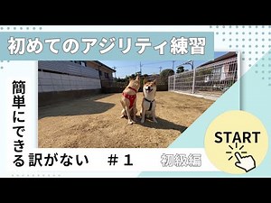#1 [Stay] Command practice. We've started basic dog agility training. #ShibaInu #RescueDog #Agili...