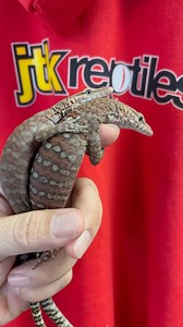 1.1K views · 23 reactions | Varanus Pilbarensis or Pilbara rock monitor one of dwarf monitor lizard found in Australia. One of the species hard to find and breed. #varanuspilbarensis #pilbara #rock #monitor #dwarf #lizards #reptiles #australia #monitorlizards #fyp #reelsinstagram #foryou #reels #trending #viral #video #followers #zoo #instagood #jtkreptiles | JTK Reptiles | Facebook