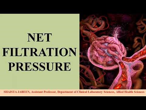Net Filtration Pressure | Calculation of Net Filtration Pressure | GFR | Renal Physiology