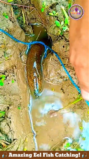 Amazing Eel Fishing Technique #shorts #fishing #eelfishing #viral