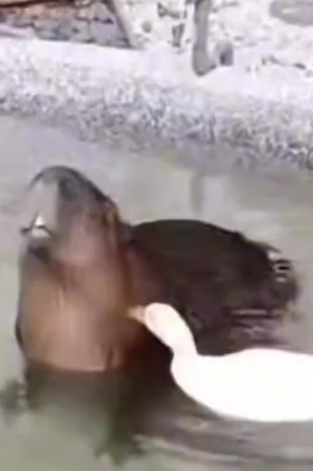 Capybara Enjoying Bread by the Water