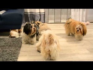 Lhasa Apso & Shih Tzu