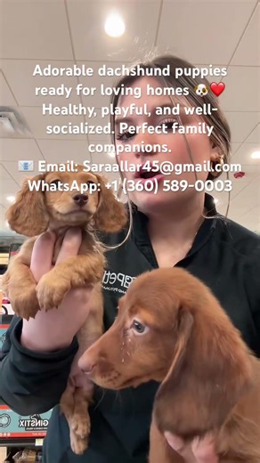 Healthy dachshunds puppies ready to join new homes