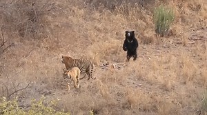 Ours vs tigres: des combats filmés dans la nature montrent le vainqueur