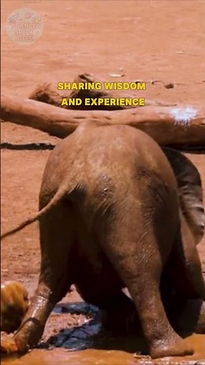 Do Animals Go to School