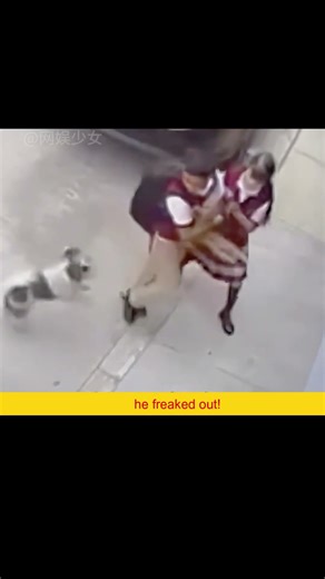 Go Kitty! Use Your Crazy Scratch Attack! #cats #funny #memes