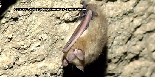 Bat migration begins in the Ozarks: What it means for you