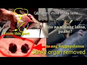 HOW TO CLEAN AND REMOVE STINKY SMELL AND TASTE OF CATFISH (THE SECRET OF COOKING CATFISH)