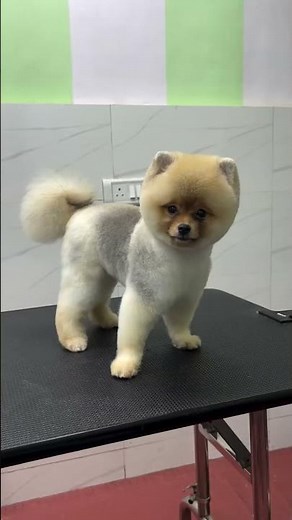 The boo cut is a popular hairstyle for Pomeranian dogs #dog #pets #groomer